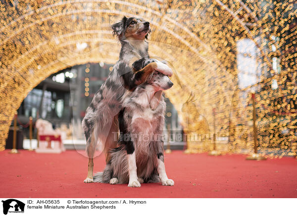Miniature Australian Shepherd Hndinnen / female Miniature Australian Shepherds / AH-05635