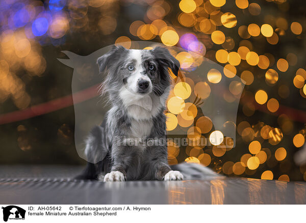 Miniature Australian Shepherd Hndin / female Miniature Australian Shepherd / AH-05642