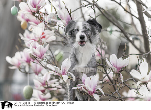 Miniature Australian Shepherd Hndin / female Miniature Australian Shepherd / AH-05646