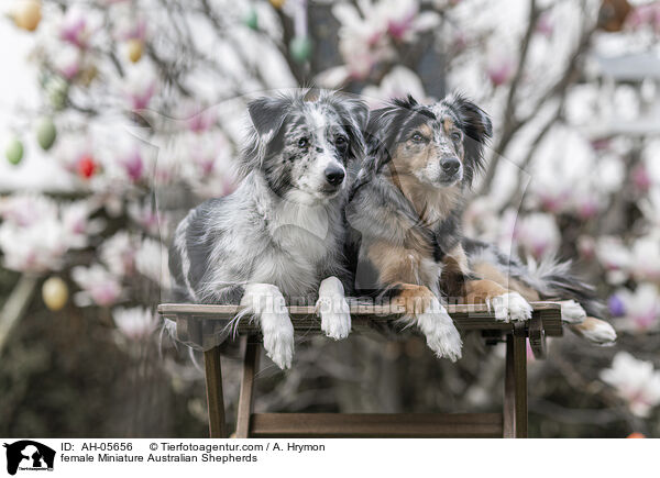 Miniature Australian Shepherd Hndinnen / female Miniature Australian Shepherds / AH-05656