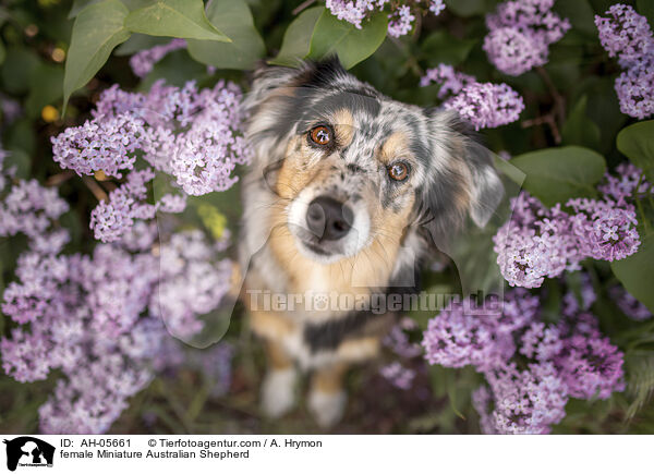 Miniature Australian Shepherd Hndin / female Miniature Australian Shepherd / AH-05661