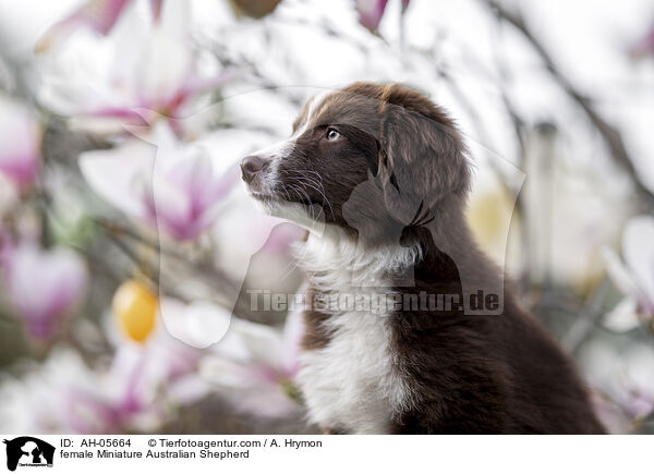 Miniature Australian Shepherd Hndin / female Miniature Australian Shepherd / AH-05664