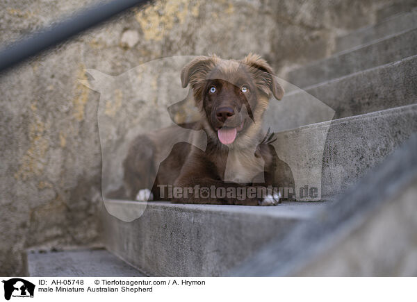 Miniature Australian Shepherd Rde / male Miniature Australian Shepherd / AH-05748