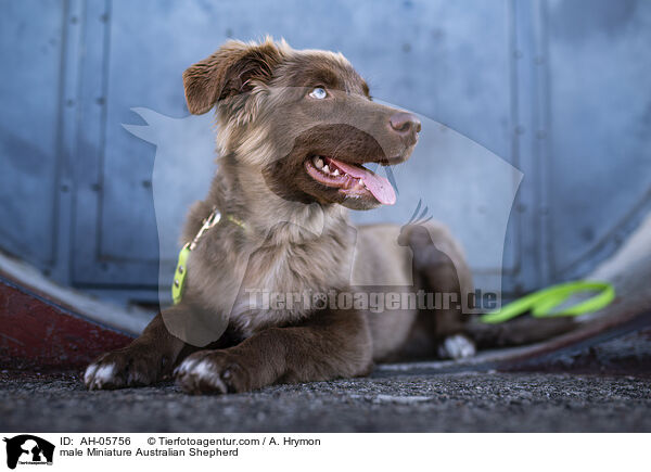 Miniature Australian Shepherd Rde / male Miniature Australian Shepherd / AH-05756