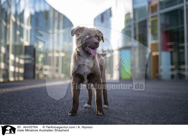 Miniature Australian Shepherd Rde / male Miniature Australian Shepherd / AH-05764
