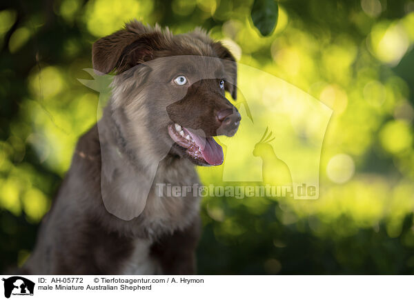 Miniature Australian Shepherd Rde / male Miniature Australian Shepherd / AH-05772