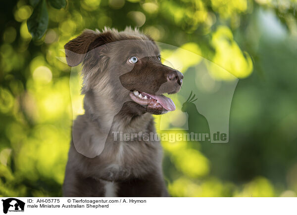 Miniature Australian Shepherd Rde / male Miniature Australian Shepherd / AH-05775
