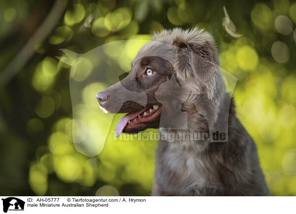 Miniature Australian Shepherd Rde / male Miniature Australian Shepherd / AH-05777
