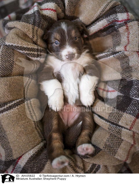 Miniature Australian Shepherd Welpe / Miniature Australian Shepherd Puppy / AH-05822