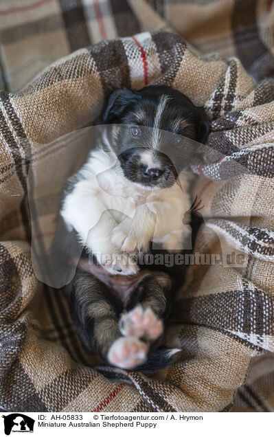 Miniature Australian Shepherd Welpe / Miniature Australian Shepherd Puppy / AH-05833