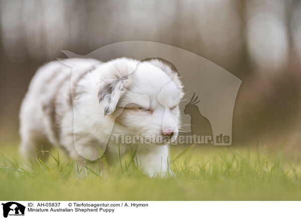 Miniature Australian Shepherd Welpe / Miniature Australian Shepherd Puppy / AH-05837
