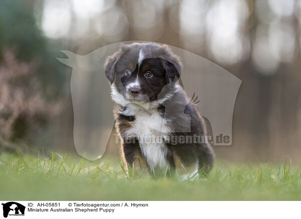 Miniature Australian Shepherd Welpe / Miniature Australian Shepherd Puppy / AH-05851