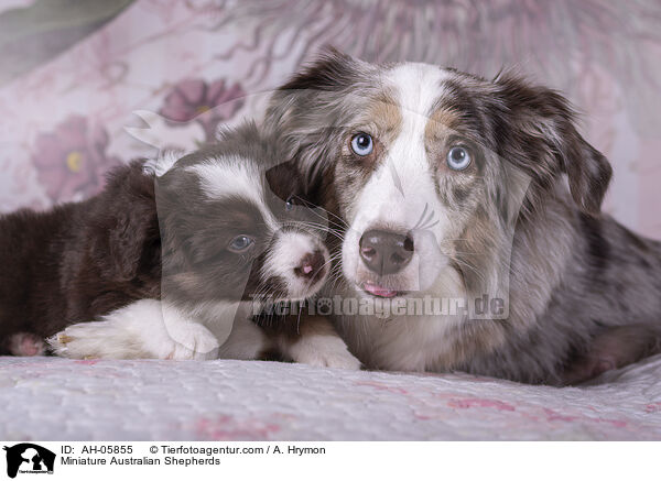 Miniature Australian Shepherds / Miniature Australian Shepherds / AH-05855