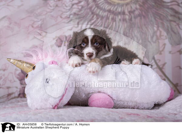 Miniature Australian Shepherd Welpe / Miniature Australian Shepherd Puppy / AH-05858