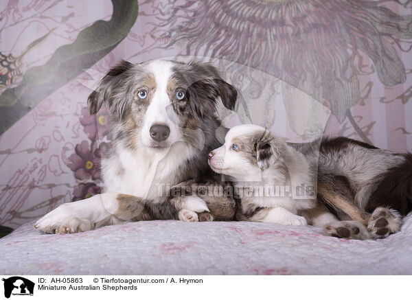 Miniature Australian Shepherds / Miniature Australian Shepherds / AH-05863