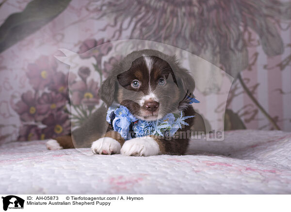 Miniature Australian Shepherd Welpe / Miniature Australian Shepherd Puppy / AH-05873