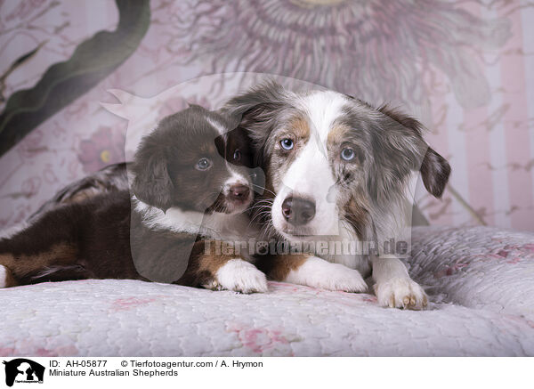 Miniature Australian Shepherds / Miniature Australian Shepherds / AH-05877