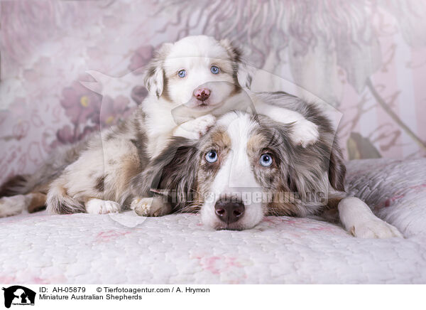 Miniature Australian Shepherds / Miniature Australian Shepherds / AH-05879