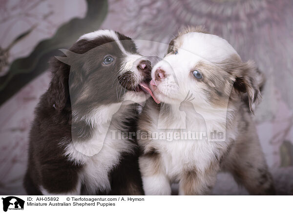 Miniature Australian Shepherd Welpen / Miniature Australian Shepherd Puppies / AH-05892