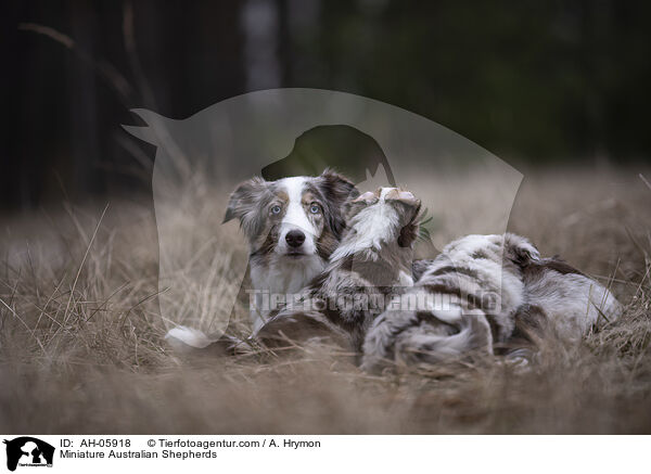 Miniature Australian Shepherds / Miniature Australian Shepherds / AH-05918