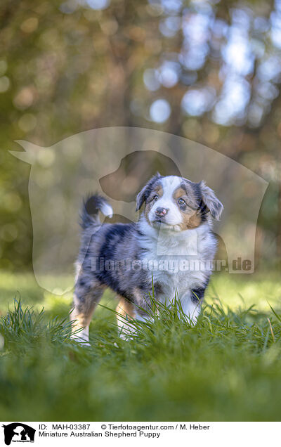 Miniature Australian Shepherd Welpe / Miniature Australian Shepherd Puppy / MAH-03387