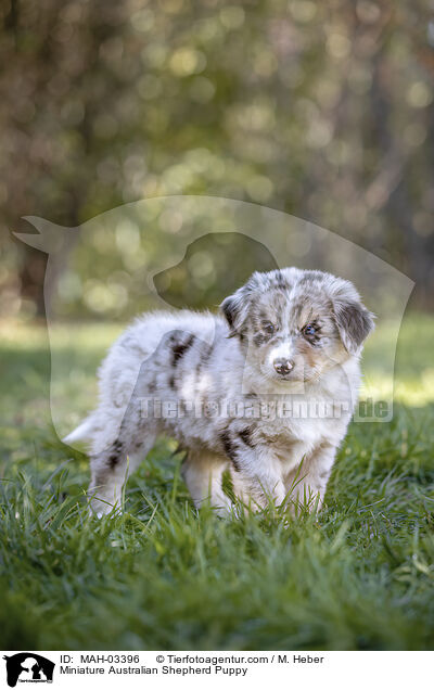 Miniature Australian Shepherd Welpe / Miniature Australian Shepherd Puppy / MAH-03396