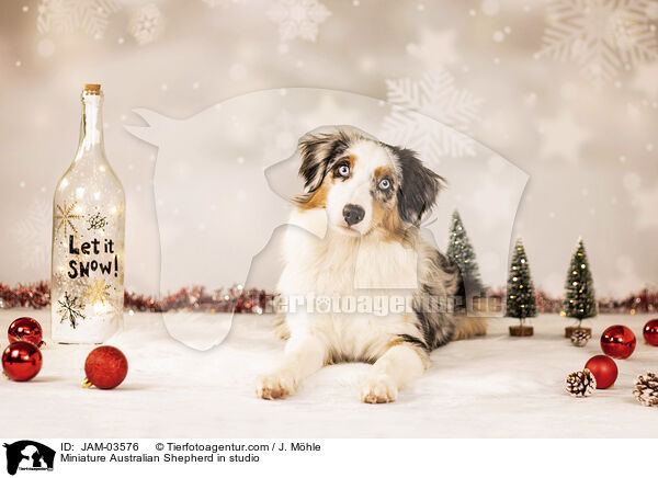 Miniature Australian Shepherd im Studio / Miniature Australian Shepherd in studio / JAM-03576