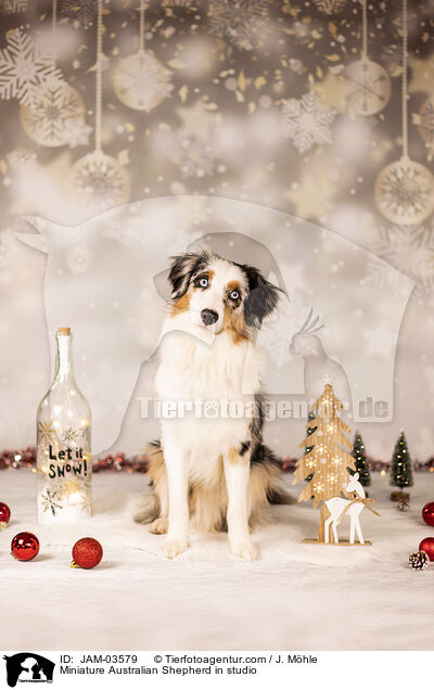 Miniature Australian Shepherd in studio / JAM-03579