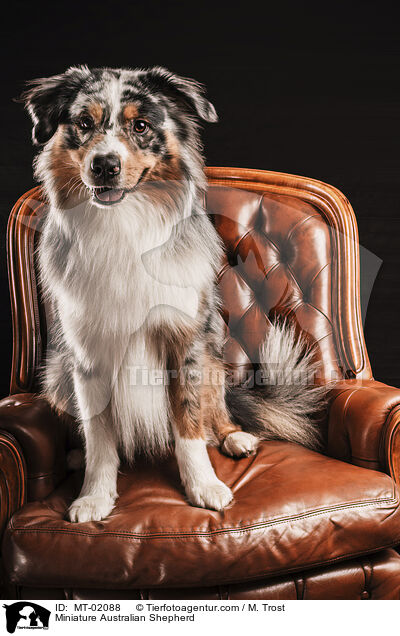 Miniature Australian Shepherd / Miniature Australian Shepherd / MT-02088