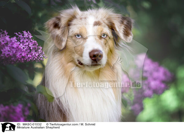 Miniature Australian Shepherd / Miniature Australian Shepherd / MASC-01032