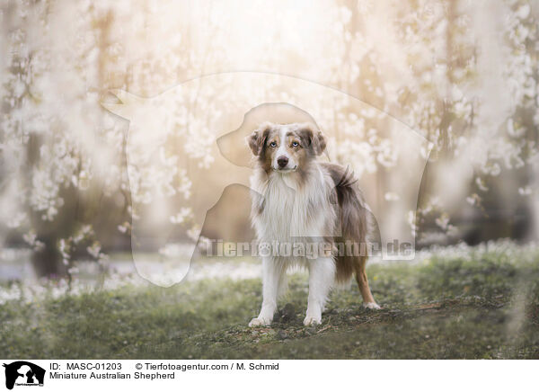 Miniature Australian Shepherd / Miniature Australian Shepherd / MASC-01203
