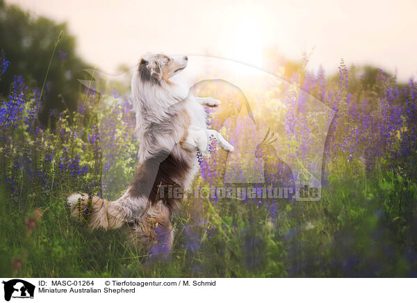 Miniature Australian Shepherd / Miniature Australian Shepherd / MASC-01264