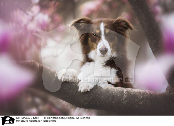 Miniature Australian Shepherd / Miniature Australian Shepherd / MASC-01284