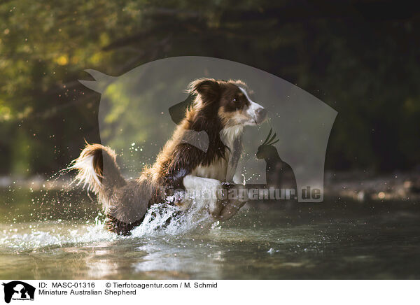Miniature Australian Shepherd / Miniature Australian Shepherd / MASC-01316