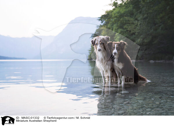 Miniature Australian Shepherd / Miniature Australian Shepherd / MASC-01332