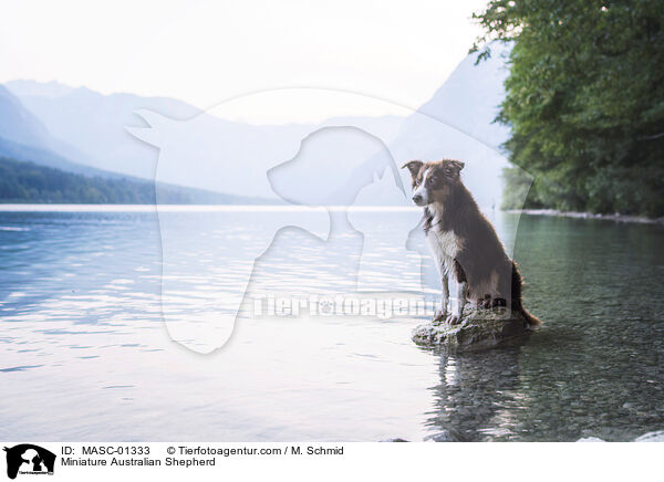 Miniature Australian Shepherd / Miniature Australian Shepherd / MASC-01333