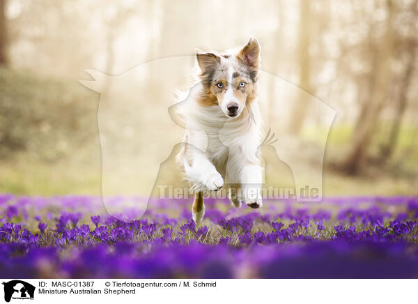 Miniature Australian Shepherd / Miniature Australian Shepherd / MASC-01387