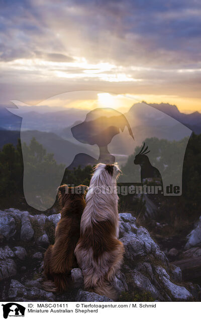 Miniature Australian Shepherd / Miniature Australian Shepherd / MASC-01411