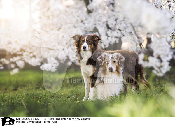 Miniature Australian Shepherd / Miniature Australian Shepherd / MASC-01439