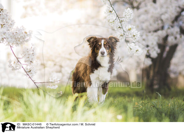 Miniature Australian Shepherd / Miniature Australian Shepherd / MASC-01446