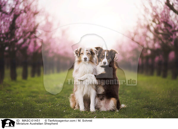 Miniature Australian Shepherd / Miniature Australian Shepherd / MASC-01451