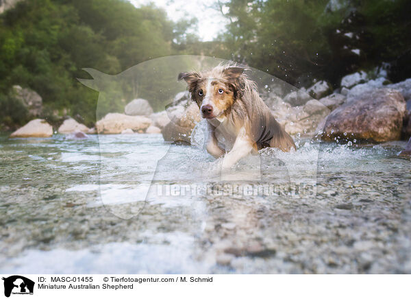Miniature Australian Shepherd / Miniature Australian Shepherd / MASC-01455