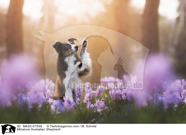Miniature Australian Shepherd / Miniature Australian Shepherd / MASC-01508