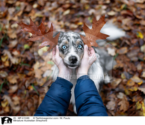 Miniature Australian Shepherd / MP-01086