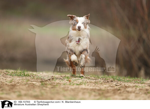 Miniature Australian Shepherd / Miniature Australian Shepherd / KB-10783