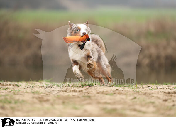 Miniature Australian Shepherd / Miniature Australian Shepherd / KB-10786