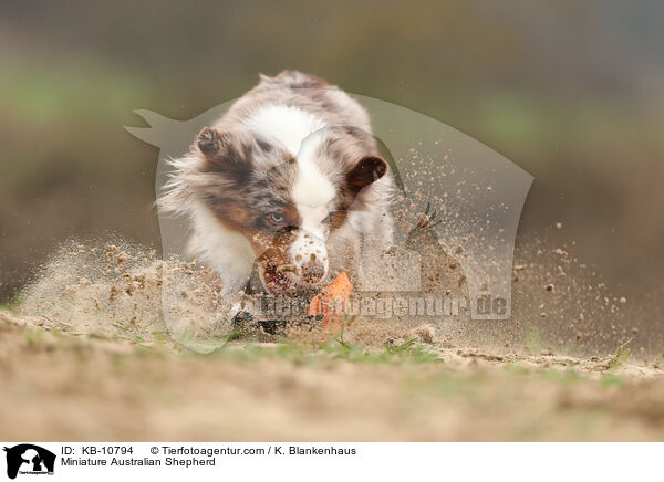 Miniature Australian Shepherd / KB-10794