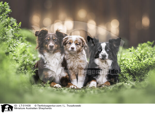 Miniature Australian Shepherds / Miniature Australian Shepherds / LT-01408