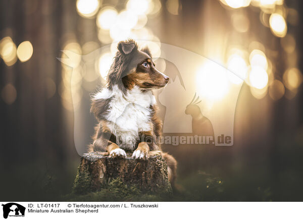 Miniature Australian Shepherd / Miniature Australian Shepherd / LT-01417