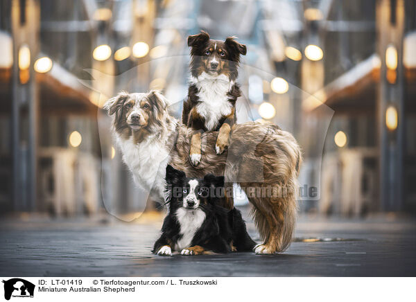 Miniature Australian Shepherd / Miniature Australian Shepherd / LT-01419